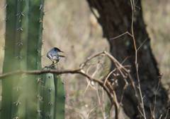 Polioptila albiloris