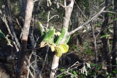 Grevillea chrysophaea