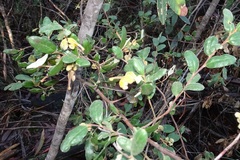 Grevillea chrysophaea