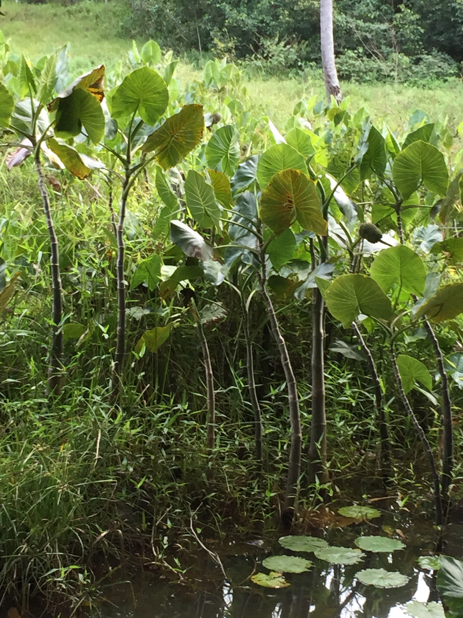 Montrichardia linifera