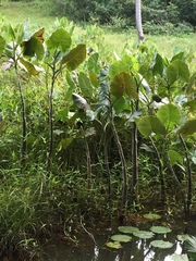 Montrichardia linifera