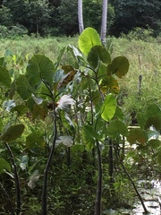 Montrichardia linifera