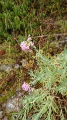 Centranthus lecoqii