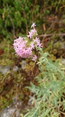 Centranthus lecoqii