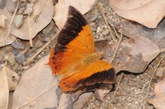 Charaxes psaphon imna