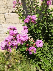 Lagerstroemia indica