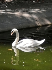 Cygnus olor