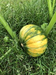 Cucurbita maxima