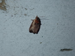 Olethreutes inornatana