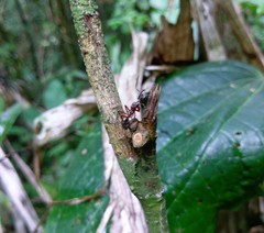 Dolichoderus attelaboides