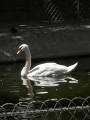 Cygnus olor