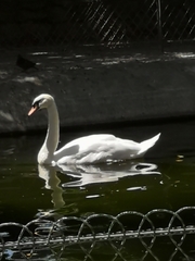 Cygnus olor