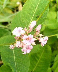 Apocynum venetum