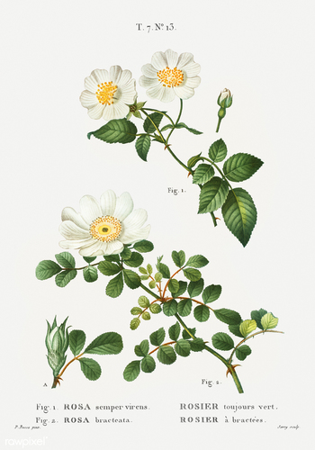 Rosa bracteata