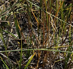 Elymus gmelinii