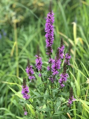Lythrum salicaria