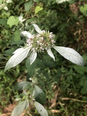 Pycnanthemum albescens