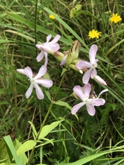 Saponaria officinalis