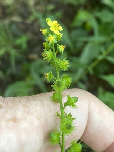 Common agrimony (Agrimonia gryposepala)