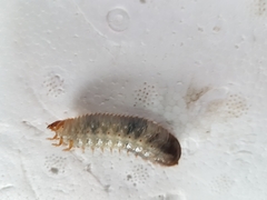 Scarabaeidae