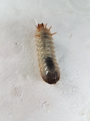 Scarabaeidae