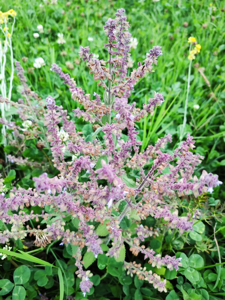 Isodon eriocalyx
