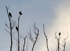 Ictinia mississippiensis