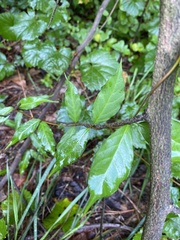 Apocynoideae