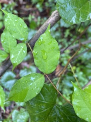 Apocynoideae