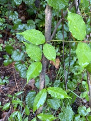 Apocynoideae