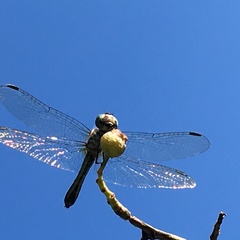 Pachydiplax longipennis