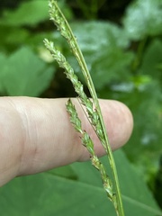 Carex roanensis