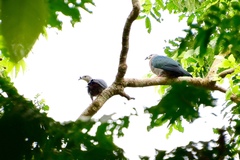 Ducula pacifica