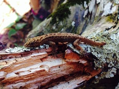 Gonatodes falconensis