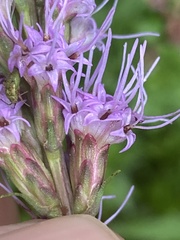 Liatris spicata spicata