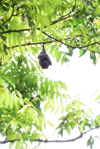 Vanuatu Flying Fox