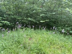 Liatris spicata spicata