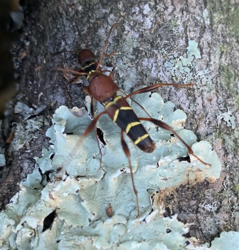 Red-headed ash borer