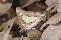Polyura agraria