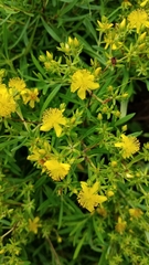 Hypericum lobocarpum