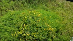 Hypericum lobocarpum