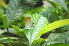 Hypolycaena thecloides