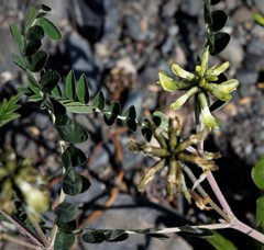 Astragalus schelichowii