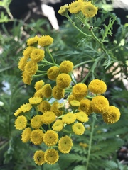 Tanacetum vulgare