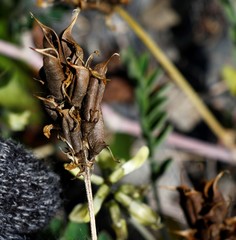 Astragalus schelichowii