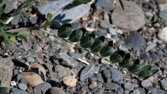 Astragalus schelichowii