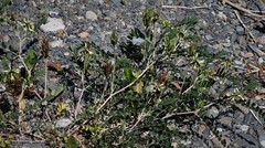 Astragalus schelichowii