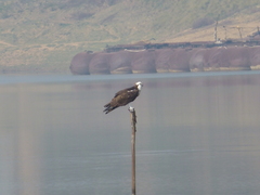 Pandion haliaetus