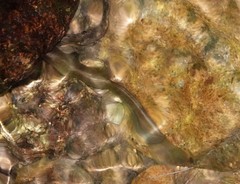 Pterocryptis anomala