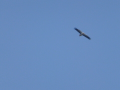 Neophron percnopterus